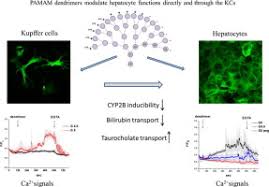Program tv national tv mai ceva ca n viata. A Transgenic Rat Hepatocyte Kupffer Cell Co Culture Model For Evaluation Of Direct And Macrophage Related Effect Of Poly Amidoamine Dendrimers Sciencedirect