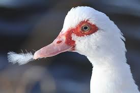 Moskusand, cairina moschata, skovand (se skovænder) fra tropisk amerika, der allerede i præcolumbiansk tid blev domesticeret. Moskusand Observation Nb 1468112 Naturbasen