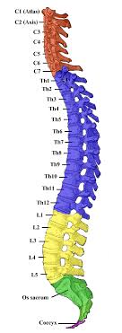 Explore the role of structure in interaction design. The Vertebral Column Boundless Anatomy And Physiology