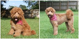 Loose Wavy Goldendoodle Groom Before And After Photos Goldendoodle Grooming Doodle Dog Goldendoodle