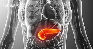 Image result for pancreas location