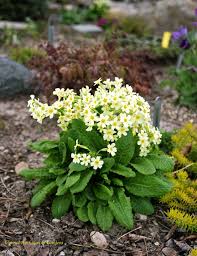 Hardy English Primrose Plants Garden Flowers