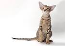 10 Cat Breeds With Big Ears — Photo Gallery
