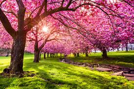Here in central new jersey and pennsylvania, that means fruit trees should be pruned in february to early march, provided temperatures aren't too cold or too warm. Best Exotic And Specimen Trees To Grow In New Jersey