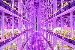 Grow one large plant like a tomato or pepper plant, two medium plants like eggplants or small pepper varieties, or four small plants like leafy greens and herbs. Vertical Farming Wikipedia