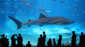 It was actually kind of nice going during a pandemic since it wasn't crowded and people. My Trip To The Aquarium Or How Imagination Is Lost Through The Lcd Eye Of A Camera The Black And Blue