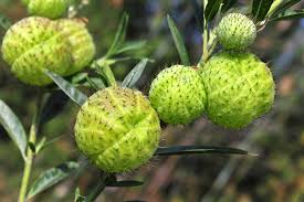 Image result for Gomphocarpus kaessneri