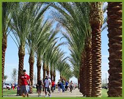 A few of them are also surprisingly cold hardy. 5 Tips For Caring For Palm Trees In Arizona