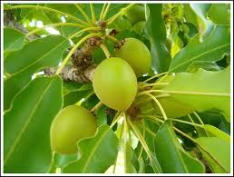 Karite L Arbre Qui Gagne A Etre Connu Karite Arbre Africain Arbre