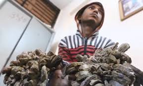Tree man syndrome is an extremely rare condition more formally known as epidermodysplasia verruciformis. Tree Man Of Bangladesh Desperate To Have Hands Amputated To Rid Him Of Bark Like Growths