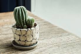 With its lush, glowing red body and white thorns, it is colloquially known as the moon cactus. How To Care For Balloon Cactus Plants A First Time Owners Guide