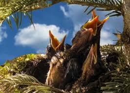 Dengan gambar png burung rajawali ini, anda dapat langsung menggunakannya dalam proyek desain anda tanpa potongan. Burung Rajawali Foto Gambar Galeri Foto Pxhere