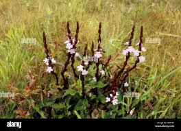 Image result for Lepidagathis scariosa