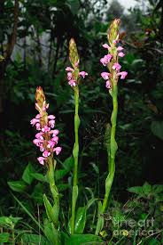 Image result for Satyrium