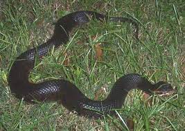 Water Moccasin Water Moccasin Snake Snake Information Snake