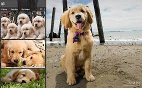 Cute golden retriever puppies $800.00 (fixed) ready for their new forever homes is our litters of male and female adorable and lovely golden retriever pups.they are all vet checked, warmed on all shots and potty trained.this puppies are playful and so adorable.they will make you a wonderful fami. My Golden Retriever Cute Dog Puppy Wallpapers