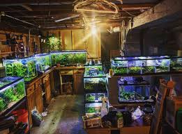 25 mentions j aime 9 commentaires joseph escalante mexicansweats sur instagram my favorite place contemplat live aquarium fish fishing room fish tank