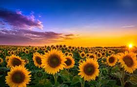 100 unique and desirable pastel hair ideas aesthetic wallpapers. Photo Wallpaper Field Sunflowers Landscape Sunset View Of Sunflower 1332x850 Wallpaper Teahub Io