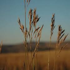 Image result for Bromus