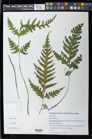 Image result for Pteris kivuensis