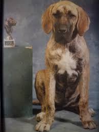 Maybe you would like to learn more about one of these? Los Tres Corazones Filas Brasileiros Y Dogos Alemanes