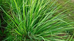 Image result for Cymbopogon nardus