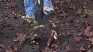 Where and how to plant Plant Care Gardening How To Transplant Peonies Youtube