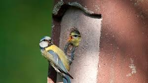 Finde die besten kostenlosen videos zu vogel schlüpfen. In Nistkasten Reinschauen Lieber Nur Die Flugge Gewordenen Vogel Zahlen Bayern 1 Radio Br De
