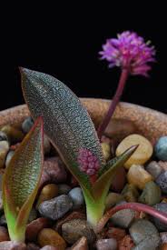 Image result for Ledebouria Unidentified sp. no4.