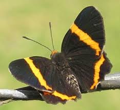 Big Black Bug With White Stripes 100 Butterfly Pictures And Big Butterfly Images Butterfly Pictures Butterfly Images Butterfly Photos