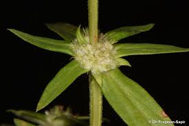 Image result for Spermacoce sphaerostigma