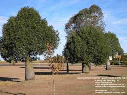 Full sun • water requirements: Brachychiton Rupestris Queensland Bottle Tree Ellenby Tree Farm