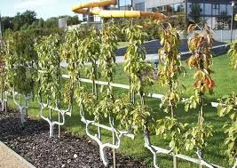 Spalierobst Als Sichtschutz Selbstversorger Garten Spalier Gartenabtrennung