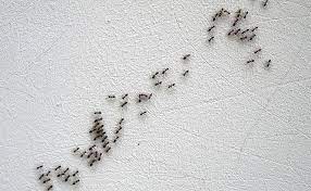 Maybe you would like to learn more about one of these? Common Household Ants