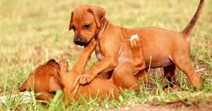 Rhodesian ridgebacks love their human families and don't do well as outdoor dogs. Rhodesian Ridgeback Growth Chart Weight Chart