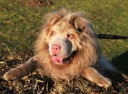 Murphy A Long Haired Bear Coat Shar Pei Looks Like A Lion Dogs Dogs Trust Dogs For Adoption Uk
