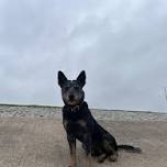 Bark in the Park