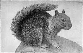 An illustration of a magnifying glass. Natural History Of The Ground Squirrels Of California California Ground Squirrel Wikisource The Free Online Library
