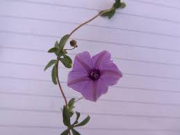 Image result for Ipomoea tenuipes