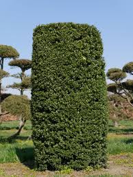 Image result for Hippocratea crenata