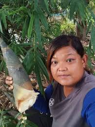 ไผ่รวกดำ(เหง้าชำ)