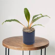 Image result for Chlorophytum