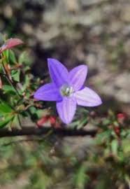 Image result for Wahlenbergia pulchella
