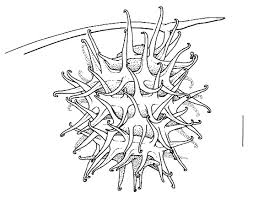 Image result for Medicago laciniata