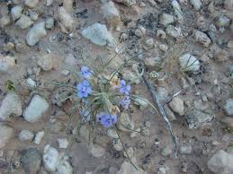 Image result for Aptosimum lineare