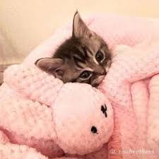 خلفيات قطط كيوت 2019 صور قطط للبنات رائعة 2020 فوتوجرافر cats cute cats kittens cutest
