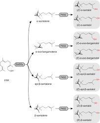 Plant cell family photo album project. Heartwood Specific Transcriptome And Metabolite Signatures Of Tropical Sandalwood Santalum Album Reveal The Final Step Of Z Santalol Fragrance Biosynthesis Celedon 2016 The Plant Journal Wiley Online Library