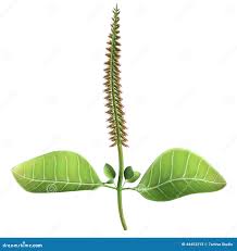 Image result for Achyranthes