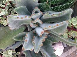 Some look almost the same to the casual observer. Low Light Succulents 12 Choices To Grow In Your Home Or Office