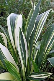 Image result for Kořenokvětka Aspidistra